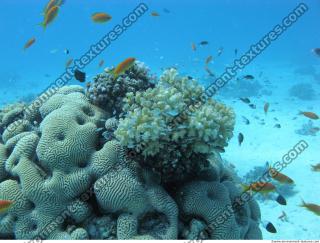 Brain coral Diploria cerebriformis 5